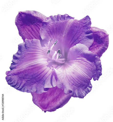 Fototapeta Naklejka Na Ścianę i Meble -  Lily  flower  on   isolated background with clipping path.  Closeup. For design. Transparent background.  Nature.