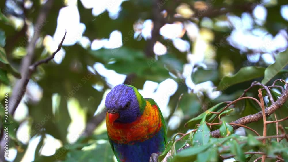 Close up shot of two beautiful vibrant rainbow lorikeets, trichoglossus moluccanus perching on the tree in its natural habitat, wondering around the surroundings, and one spread its wings and fly away
