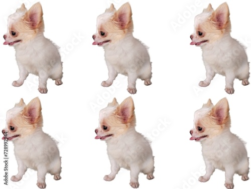 Chihuahua dog, 1 set of photos. group of puppies isolated on white.