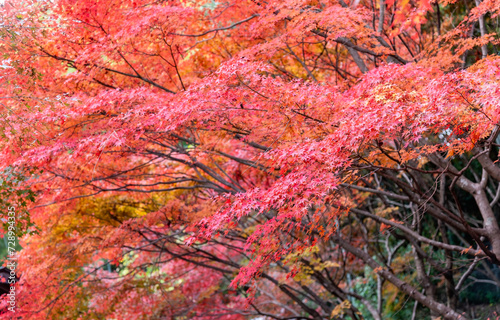 Red maple falling leaves at maple tree in park, colorful autumn foliage natural background.