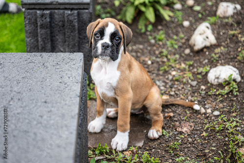 8 weeks young purebred golden puppy german boxer dog exploring nature
