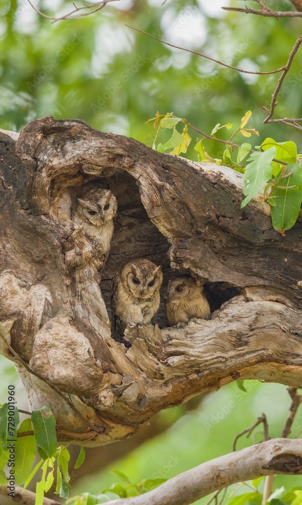 Indian Scops Owl In Tree Hole 
