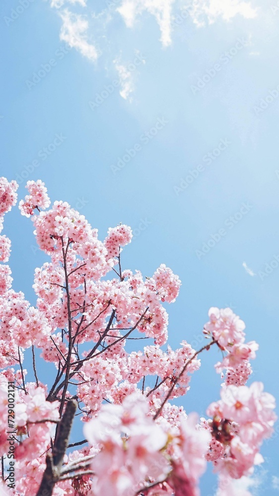 beautiful flower and cherry blossoms with blue sky
