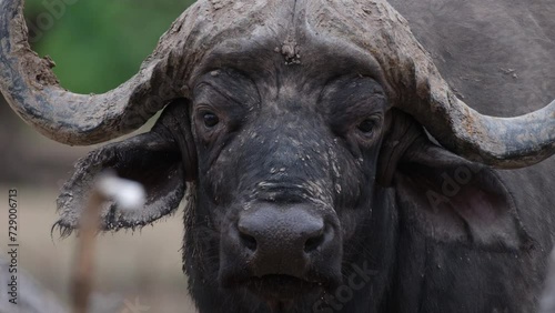 Close-up Of Dirty Cape Buffalo With Big Curved Horn.  photo