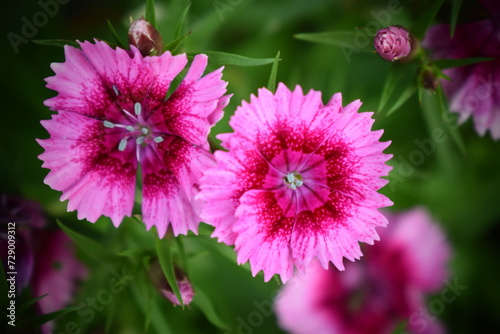 beautiful flowers 