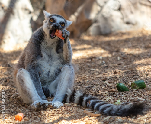Lemur eats vegetables at the zoo