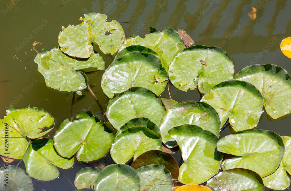 Green leaves float on the lake water Green leaves float on the lake water