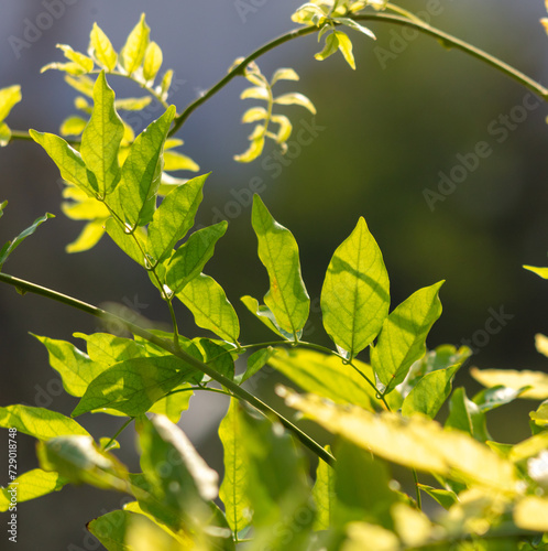 Green leaves on a plant in summer