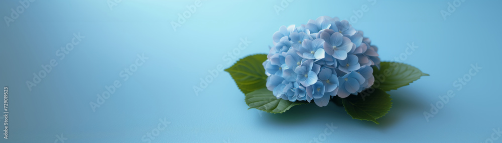 Blue hydrangea flower in full bloom on blue background, capturing the essence of spring and summer with a vibrant array of flowers. Blue hydrangea flower in full bloom on blue background, capturing the essence of spring and summer with a vibrant array of flowers.