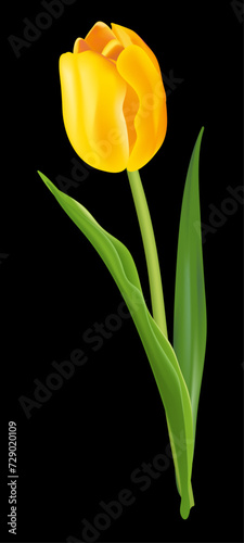 yellow tulip on a black background