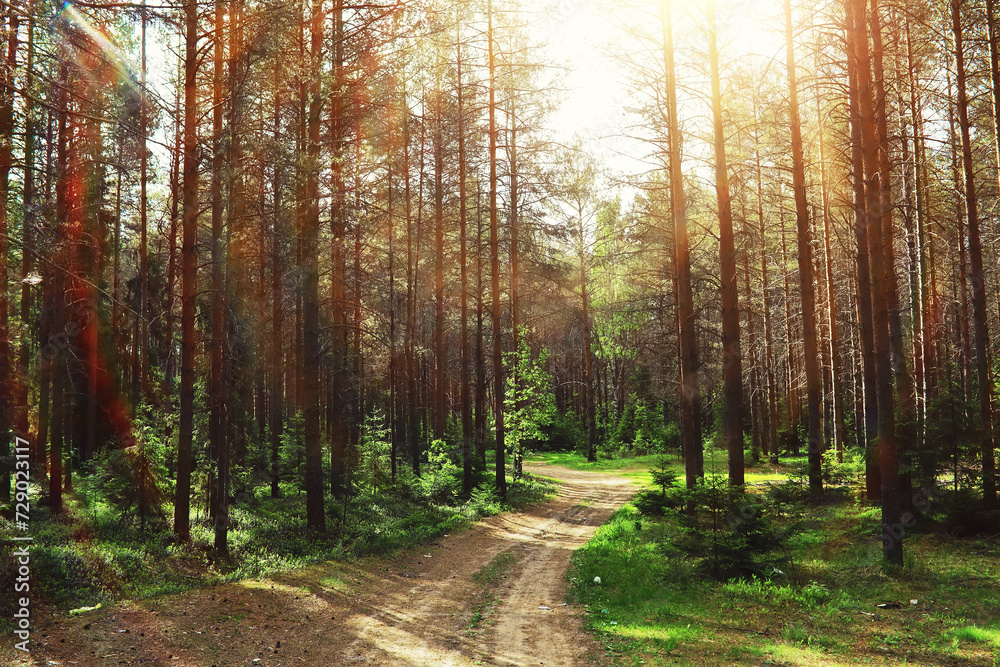Fototapeta premium Pine forest. Trees in the forest. Fir branches with cones. Glare of the sun.