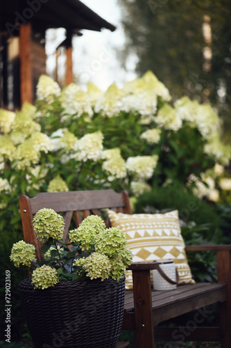 Hydrangeas paniculata in summer cottage ornamental garden. Relax area with wooden bench, "Little Lime" hydrangea in rattan flower pot.