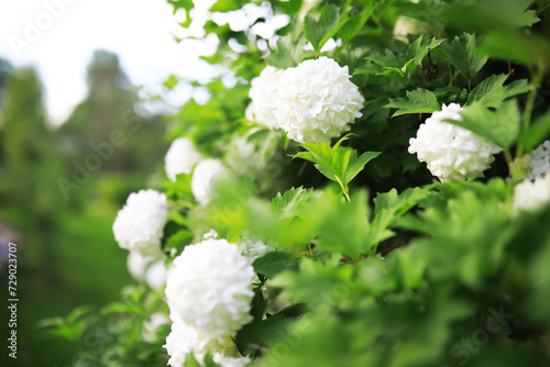 White flowers on a green bush. Spring cherry apple blossom. The white rose is blooming.