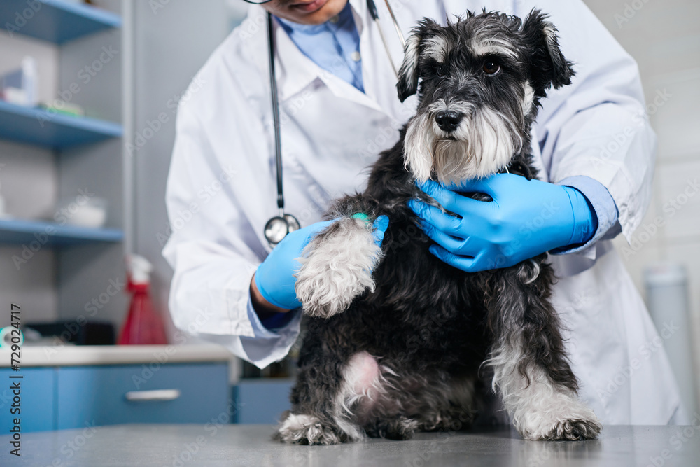 Veterinarian holding domestic dog's paw Veterinarian holding domestic dog's paw