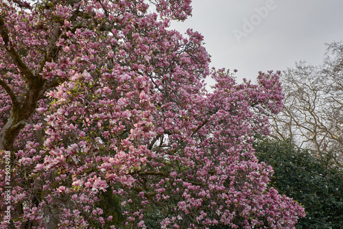 Magnolia branches in bloom