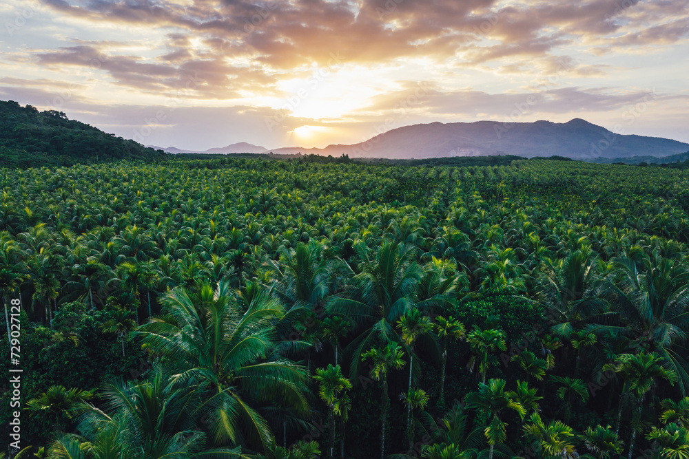 Aerial view of coconut tree field in the sunrise