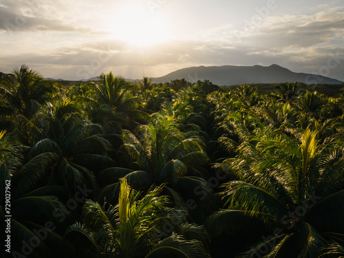 Aerial view of coconut tree field in the sunrise