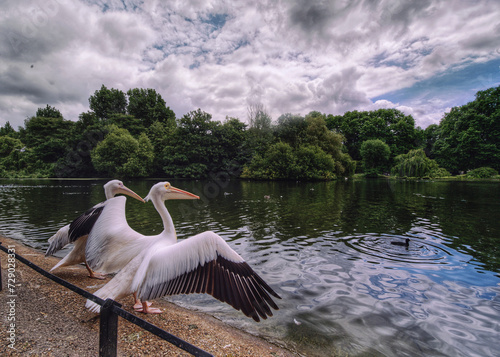 St James s Park in London, Westminster, England.a landscape showing its lake with pelicans (pepecanus) standing at the water edge in the foreground and with a clear blue sky. photo