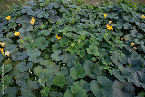 Green Organic vegetable sweet pumpkin Plantation in the garden