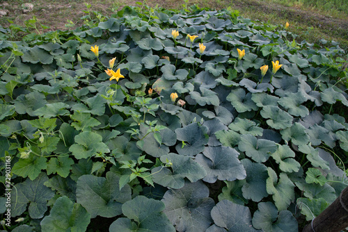 Green Organic vegetable sweet pumpkin Plantation in the garden