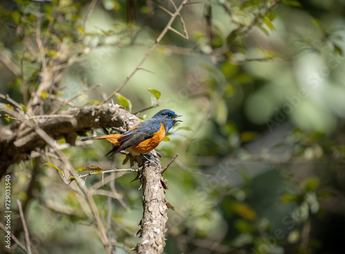 Blue Fronted Redstart