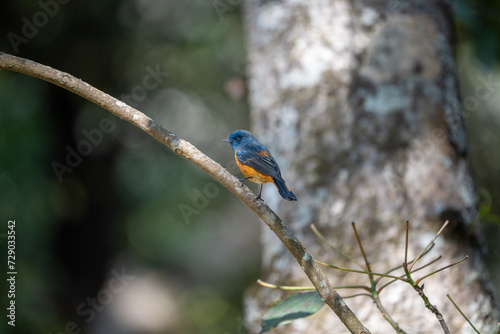 Blue Fronted Redstart photo