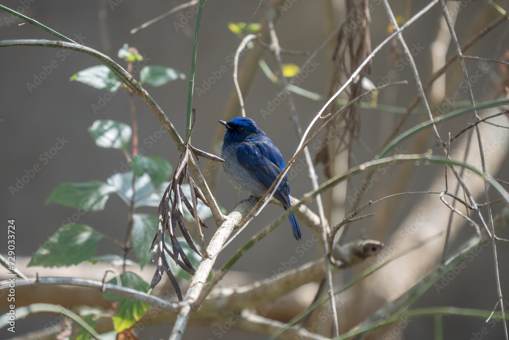 Obraz premium Small Niltava Perched on a Branch