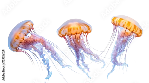 Obraz set of jellyfish isolated on transparent background