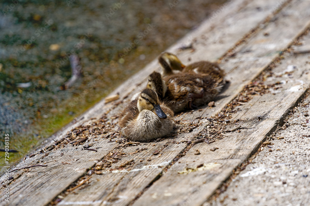 Obraz premium Close-up of three cute ducklings at lakeshore of Slovenian Lake Bled on a cloudy summer day. Photo taken August 8th, 2023, Bled, Slovenia.