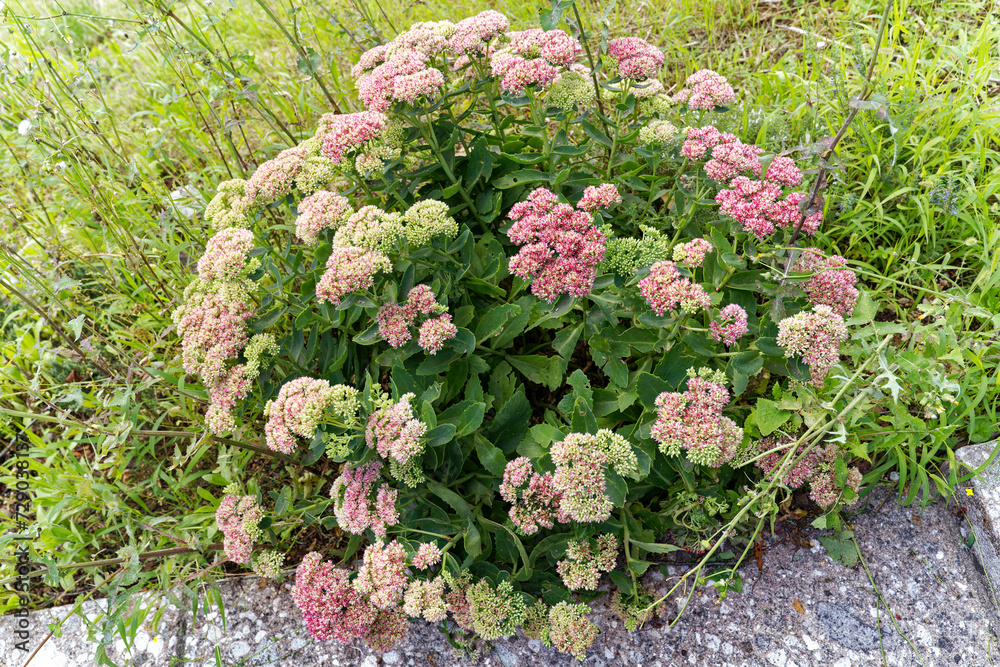 Naklejka premium Beautiful blossoms of plant hylotelephium spectabile at public park at lakeshore of Lake Bled on a cloudy summer day. Photo taken August 8th, 2023, Bled, Slovenia.