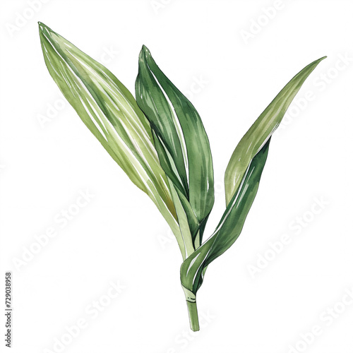  Dracaena  leave of the plants in watercolor style Handawn illustration