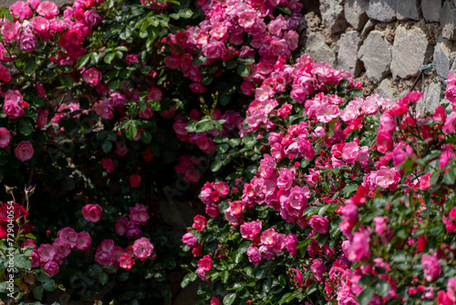 pink roses on a sunny day in the garden. Nature, summer, parks travel concept.