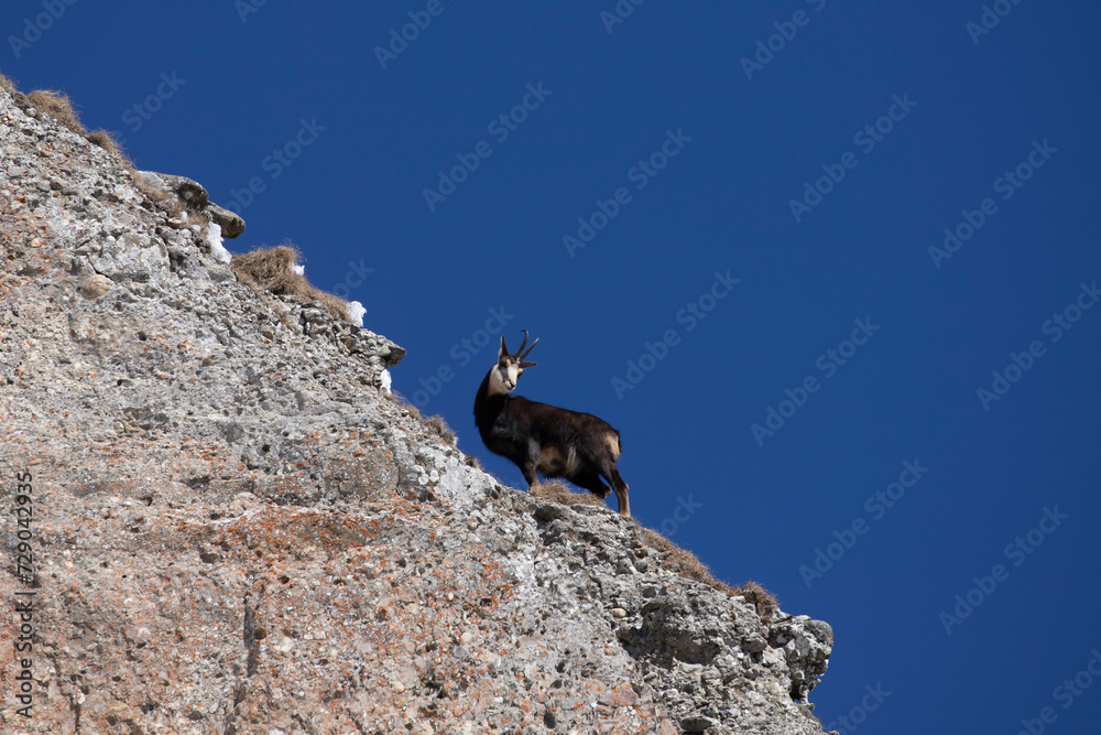 Black goat in the mountains wildlife in Romania. Black goat in the mountains wildlife in Romania.