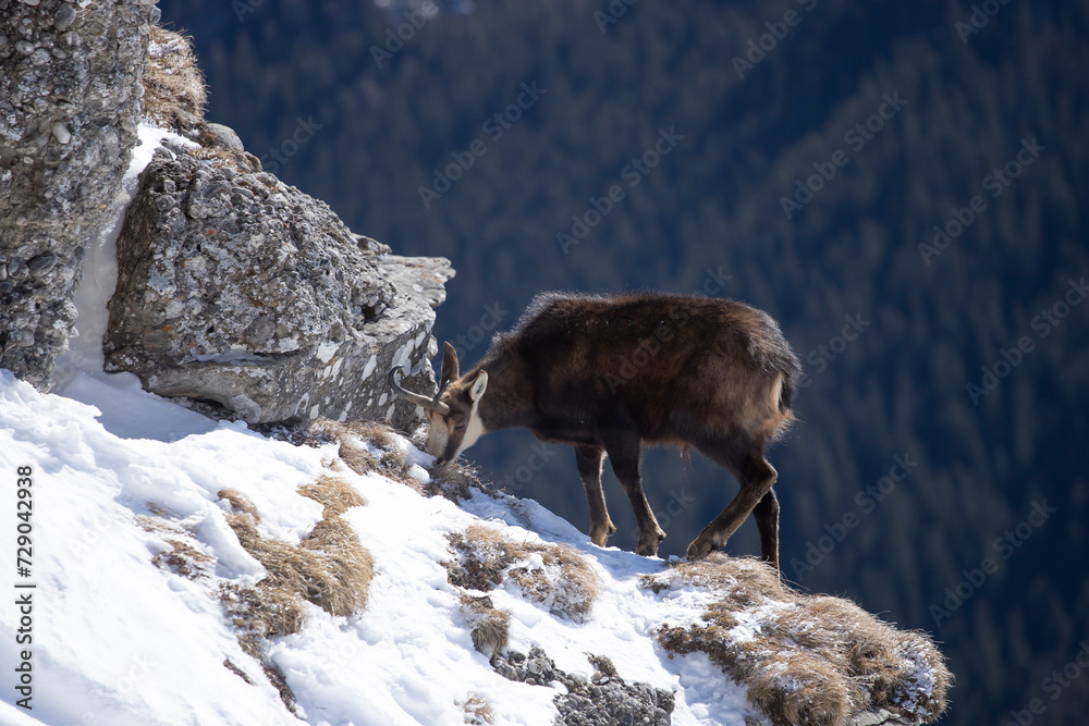 Obraz premium Black goat in the mountains wildlife in Romania.
