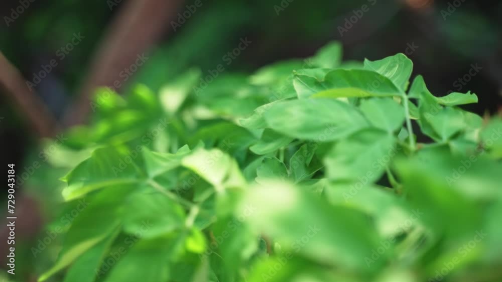 A close up of a vibrant green wine winding down towards a tree in a Guatemalan jungle. Slow Motion. A close up of a vibrant green wine winding down towards a tree in a Guatemalan jungle. Slow Motion.