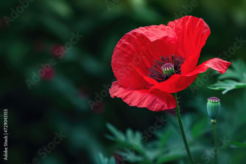 A striking close-up of a vibrant red field poppy, exuding elegance and grace