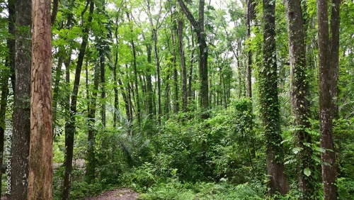 Wallpaper Mural Protected forest in the Sesaot area - West Lombok. Torontodigital.ca