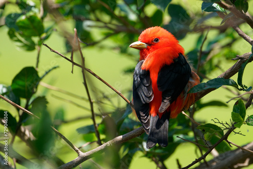 a Scarlet Tanager rests in a tree