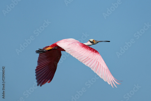 a Roseate Spoonbill flies to a nesting area