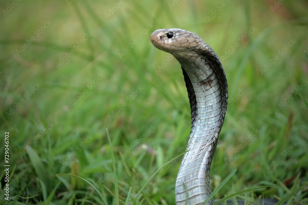 Fototapeta premium Closeup head of king cobra snake