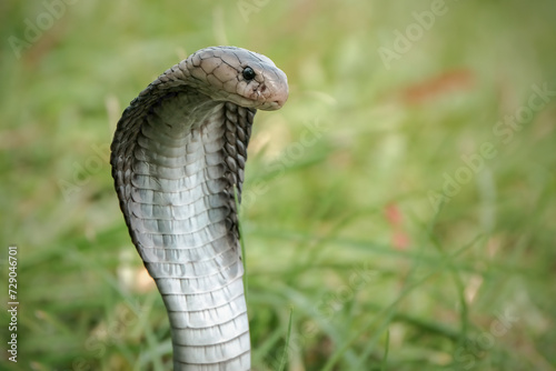 Closeup head of king cobra snake