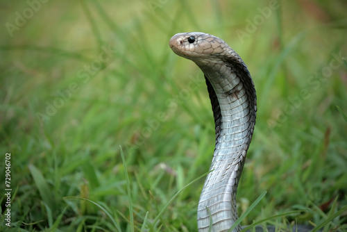 Closeup head of king cobra snake