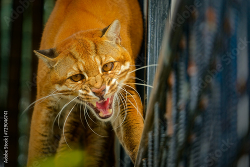Golden Cat at conservation Lembang zoo photo