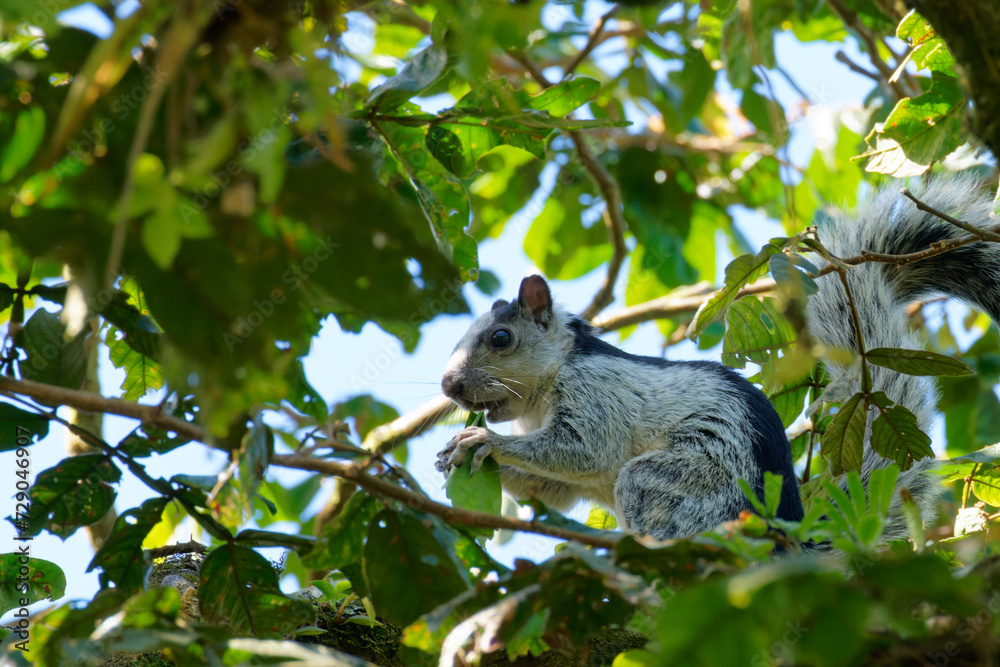 a Variegated squirrel feeds in a tree