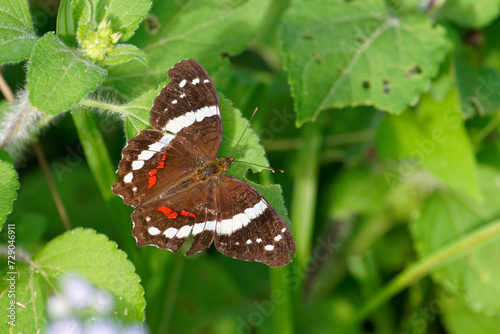 a Banded Peacock Butterfly rests on a leaf