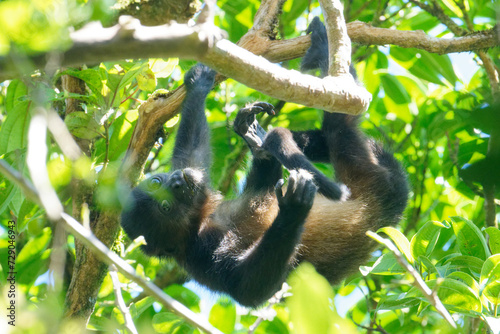 a young Howler Monkey looks down from a tree