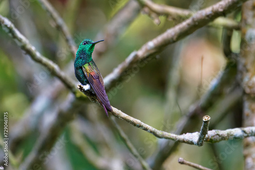 a Berylline Hummingbird rests on a branch