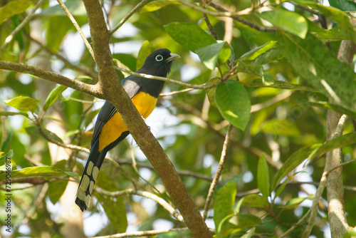 a Black-headed Trogon searches for food