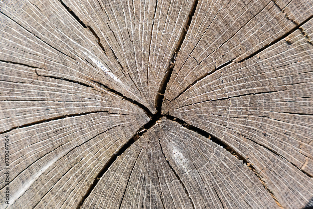 Fototapeta premium structure from a old torn tree trunk in a forest detail view