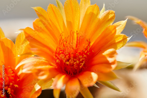 Close-up view of orange cactus  flower blooming in potted plant